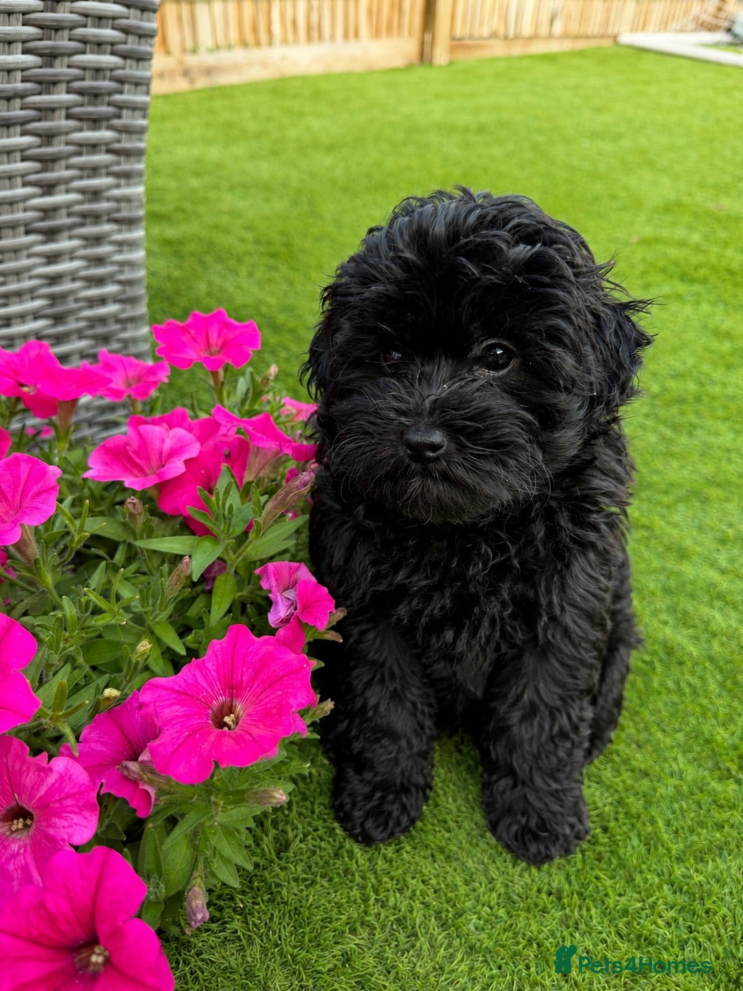 Maltipoo dogs *READY TO LEAVE NOW * F1 Black Female Maltipoo - Advert 1