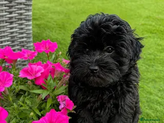 Maltipoo dogs *READY TO LEAVE NOW * F1 Black Female Maltipoo - Advert 1
