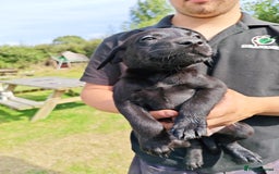 Labrador Retriever dogs for sale: Labrador puppies  - Image 4