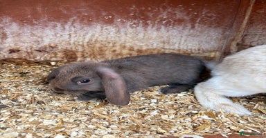 English Lop rabbits - Advert 5
