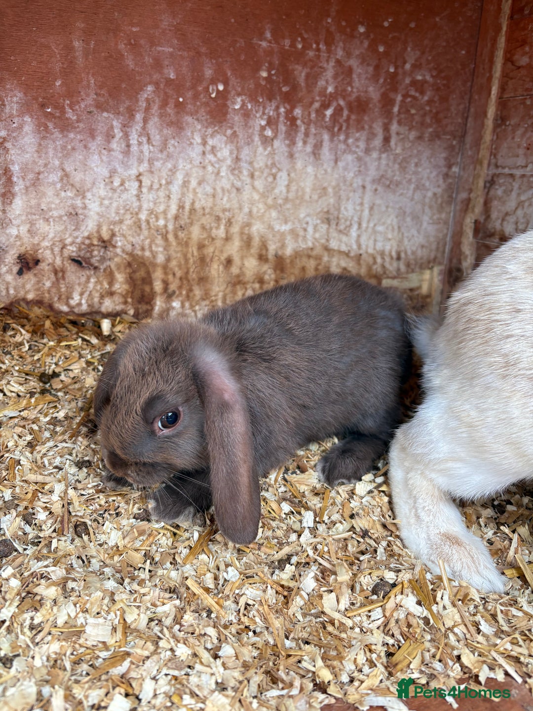 English Lop rabbits for sale: Beautiful Lop babies  - Image 2