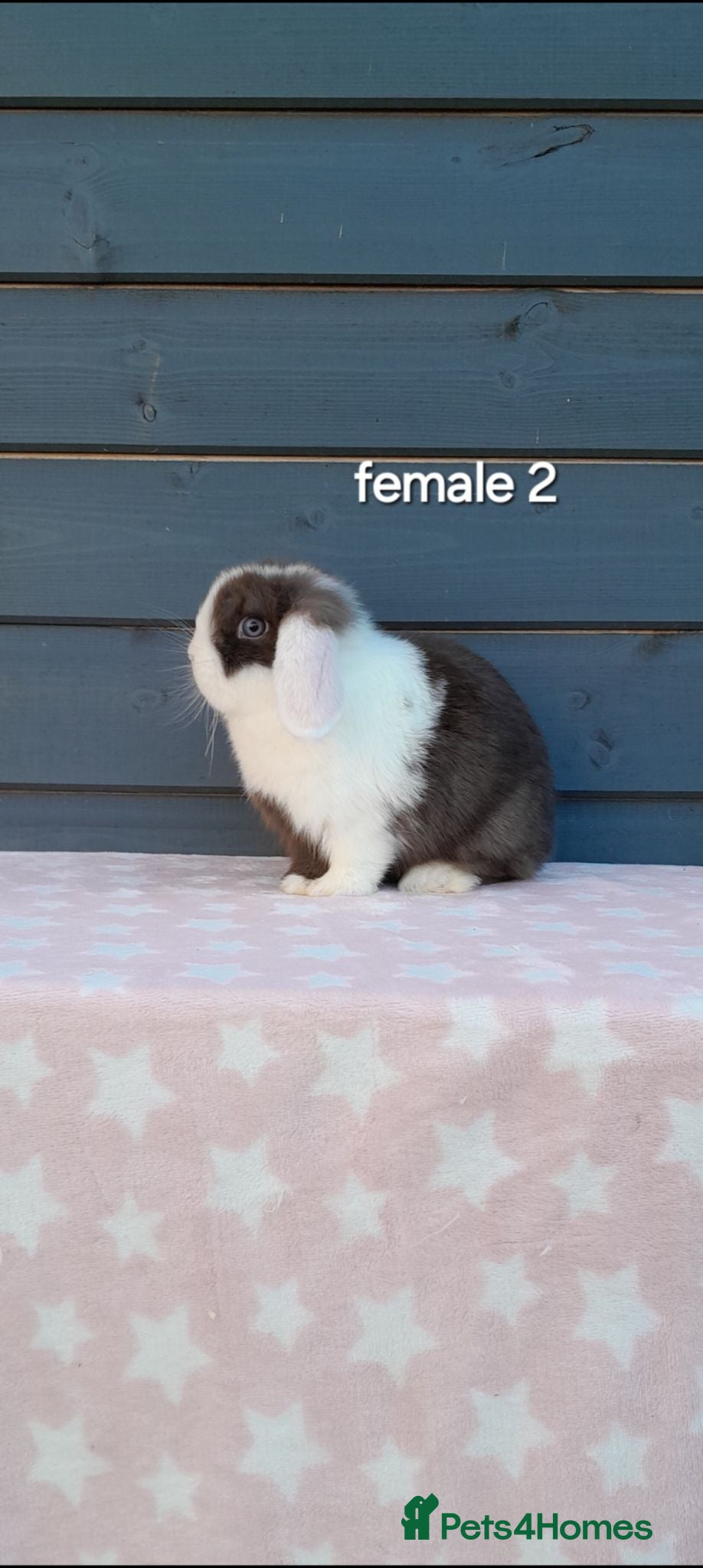 Mini Lop rabbits Stunning purebred mini lops  - Advert 1