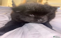 Chow Chow dogs for sale: Merle Chow Chow Pups 🐻 - Image 33