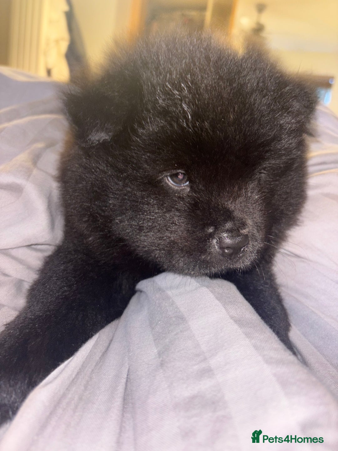 Chow Chow dogs for sale: Merle Chow Chow Pups 🐻 - Image 33