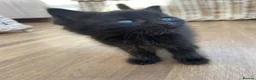 Mixed Breed cats for sale: 1 little full black boy - Advert 5