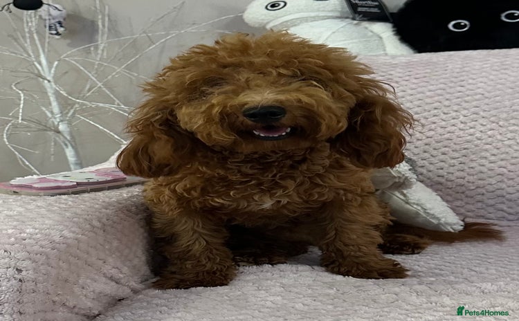 Toy Poodle dogs - Advert 1