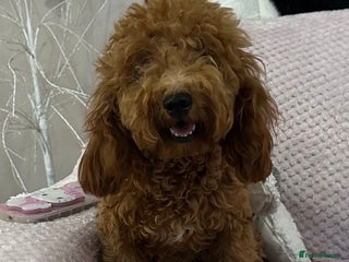 Toy Poodle dogs - Advert 5