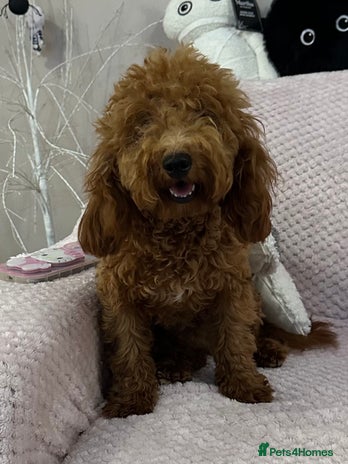 Toy Poodle dogs - Advert 1