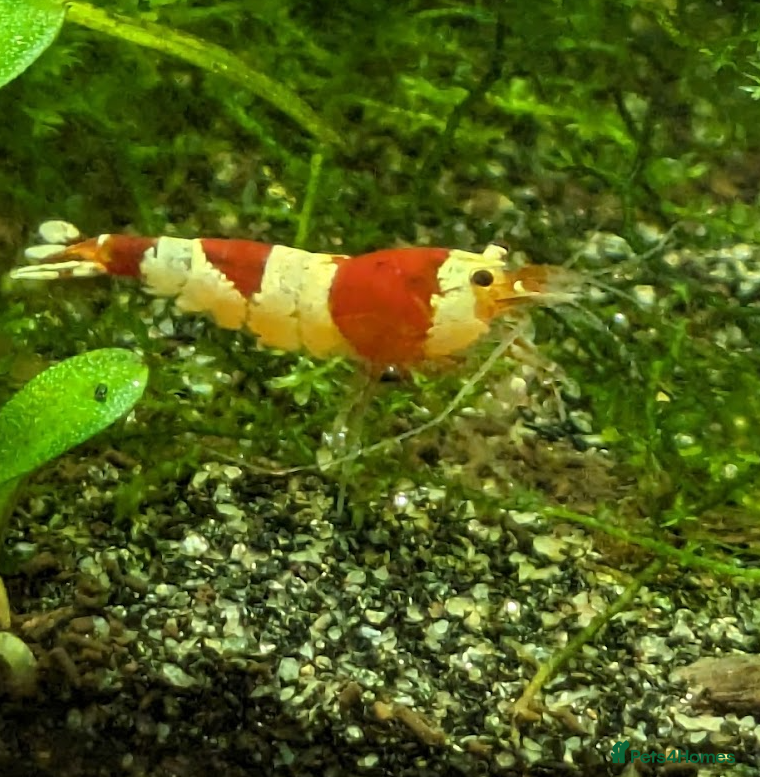 Shrimps fish Crystal Red Shrimp (Caridina cantonensis) - Advert 8