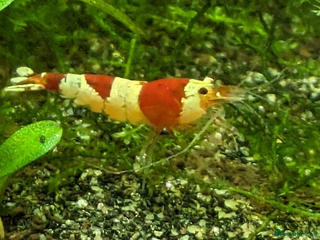 Shrimps fish Crystal Red Shrimp (Caridina cantonensis) - Advert 1