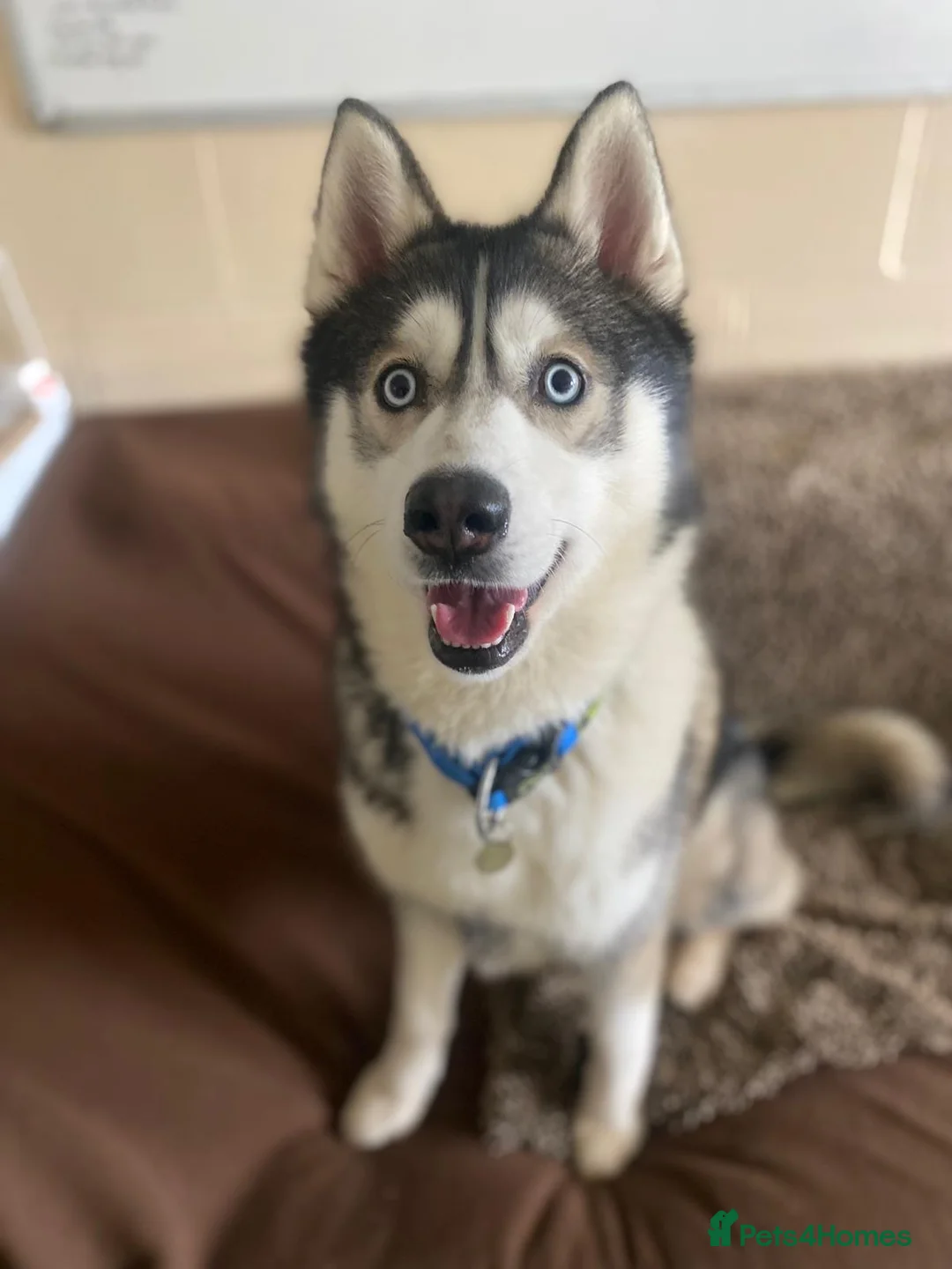 Siberian Husky dogs for adoption: Igloo - Advert 1
