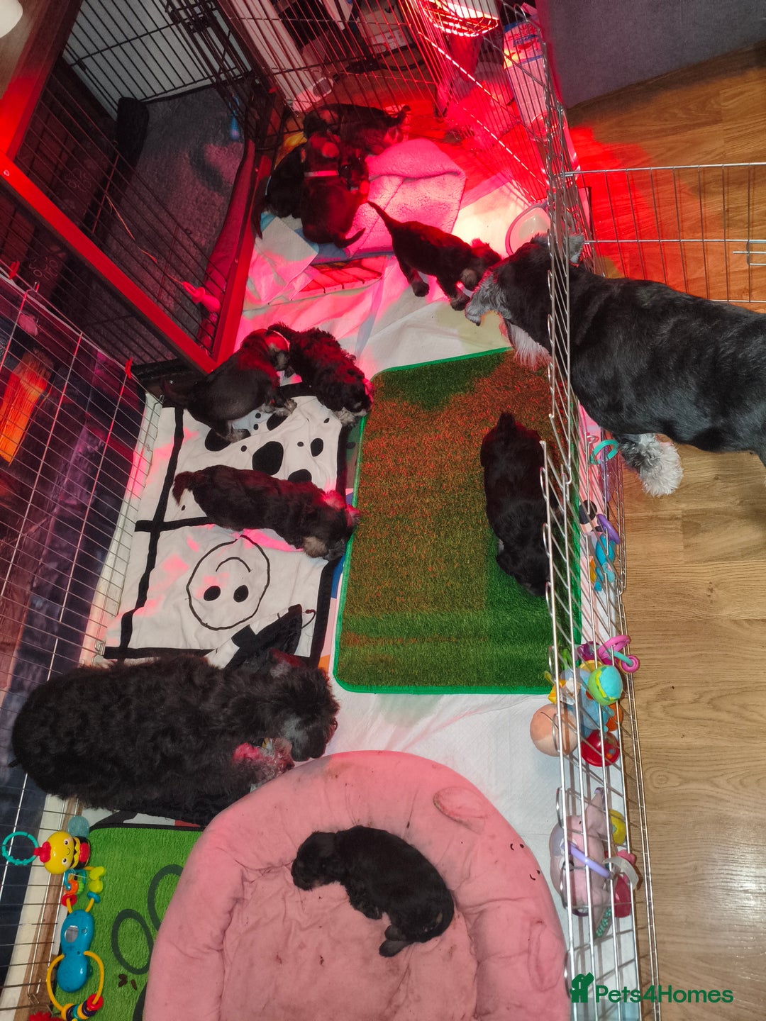 Miniature Schnauzer dogs for sale: Charming Mini Schnauzers with KC registration - Advert 17