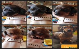 Dachshund dogs for sale: READY NOW Dachshund Puppies - Image 2