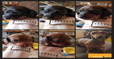 Dachshund dogs - Advert 3