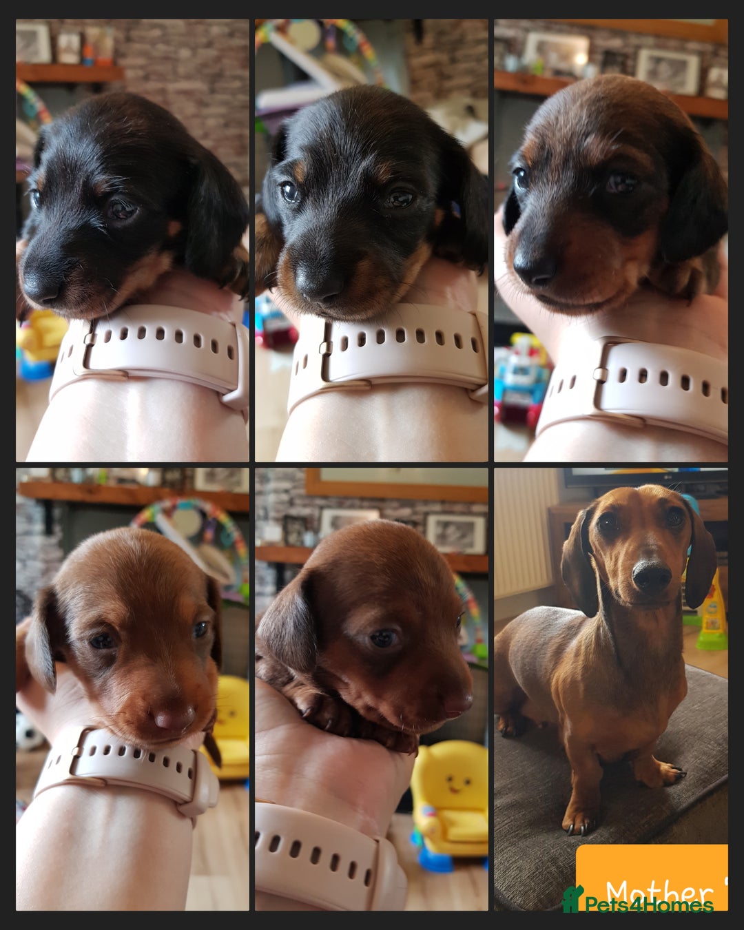 Dachshund dogs for sale: READY NOW Dachshund Puppies - Image 2