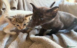 Ragdoll cats for sale: Ragdoll X Siamese - Image 4