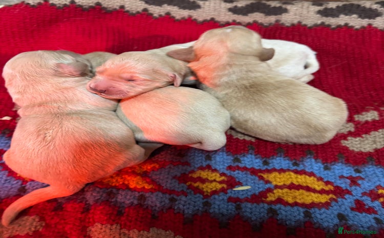 Mixed Breed dogs - Advert 1