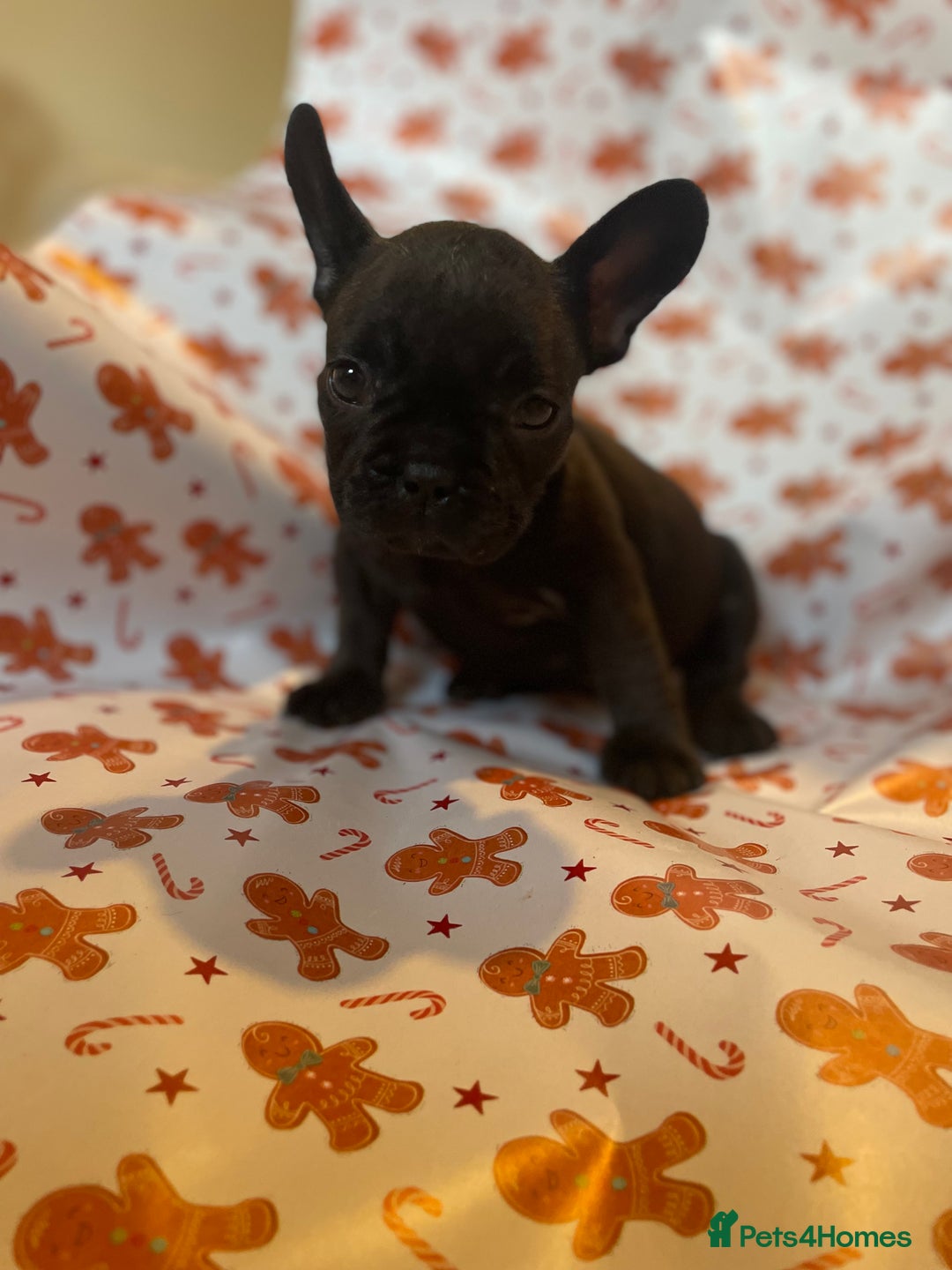 French Bulldog dogs for sale: French Bulldog Puppies - Advert 8