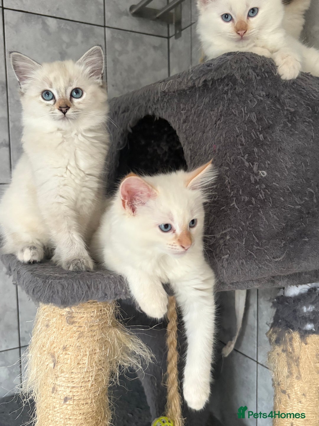 Ragdoll cats for sale: Adorable 2 male kittens, Ragdoll dad, mum Siamese - Image 2