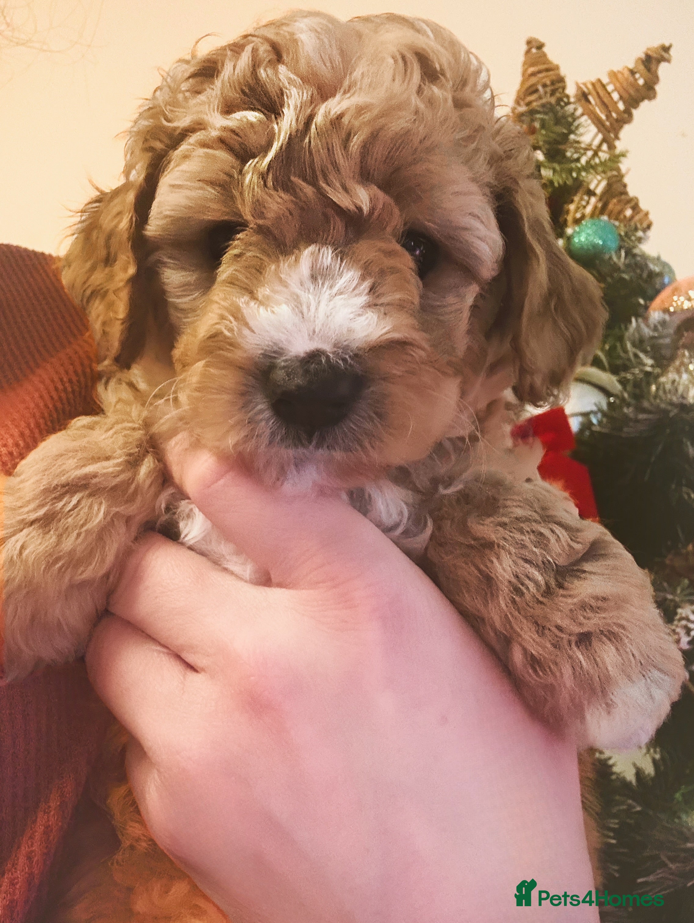 Cavapoo dogs Australian Cavapoo! Ready on 24.12 🎄 DNA Tested ! - Advert 5