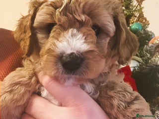 Cavapoo dogs Australian Cavapoo! Ready on 24.12 🎄 DNA Tested ! - Advert 6
