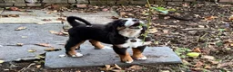 Bernedoodle dogs for sale: Meet Atlas  in Ferryside - Advert 15