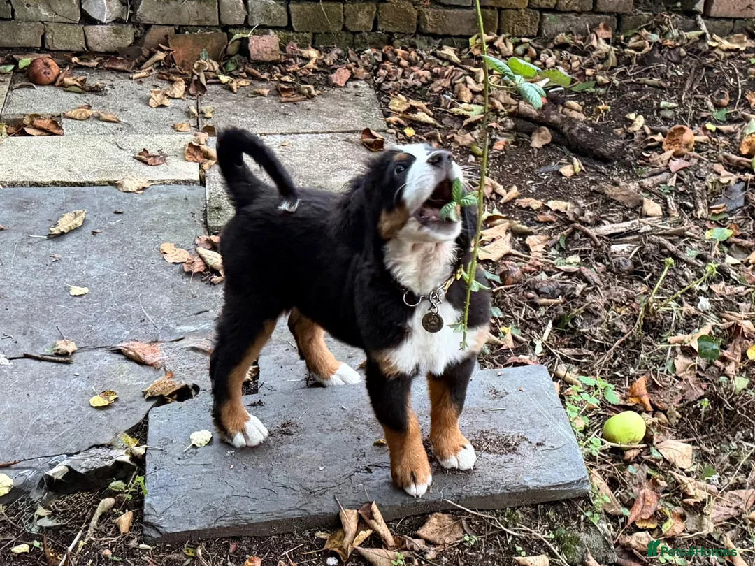Bernedoodle dogs for sale: Meet Atlas  in Ferryside - Advert 15