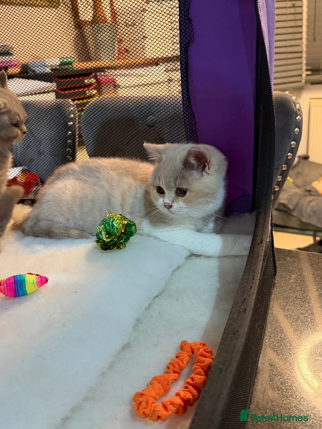 British Shorthair cats for sale: 😽Full Pedigree Registered BSH🌷Trusted Breeder - Advert 11