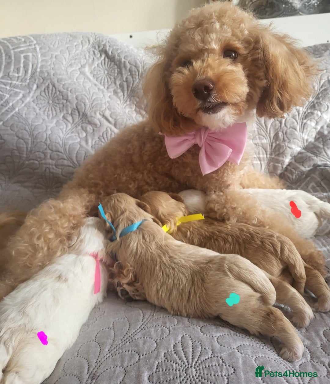 Maltipoo dogs for sale: Toy maltipoo puppies  - Advert 13