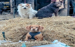 Cocker Spaniel dogs for sale: Beautiful Cocker Spaniel puppies - Image 10