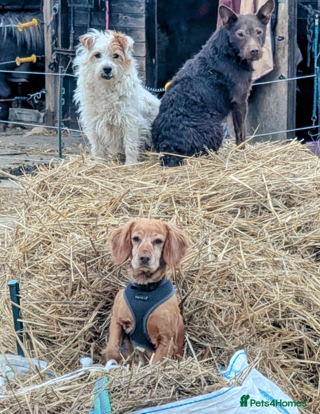 Cocker Spaniel dogs for sale: Beautiful Cocker Spaniel puppies - Image 10