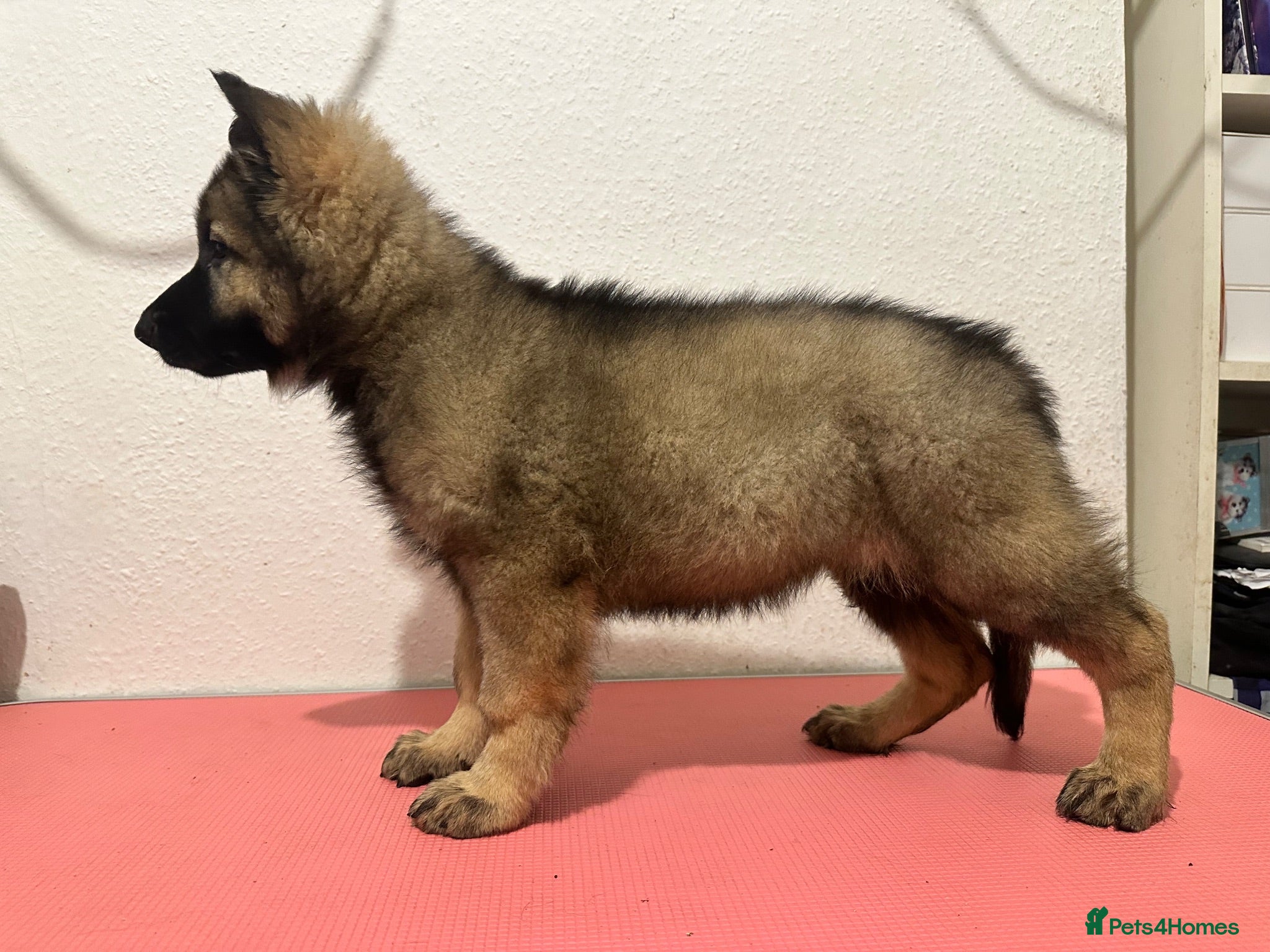 German Shepherd dogs Health Tested, KC Reg GSD puppies ready to go! - Advert 17