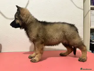 German Shepherd dogs Health Tested, KC Reg GSD puppies ready to go! - Advert 17