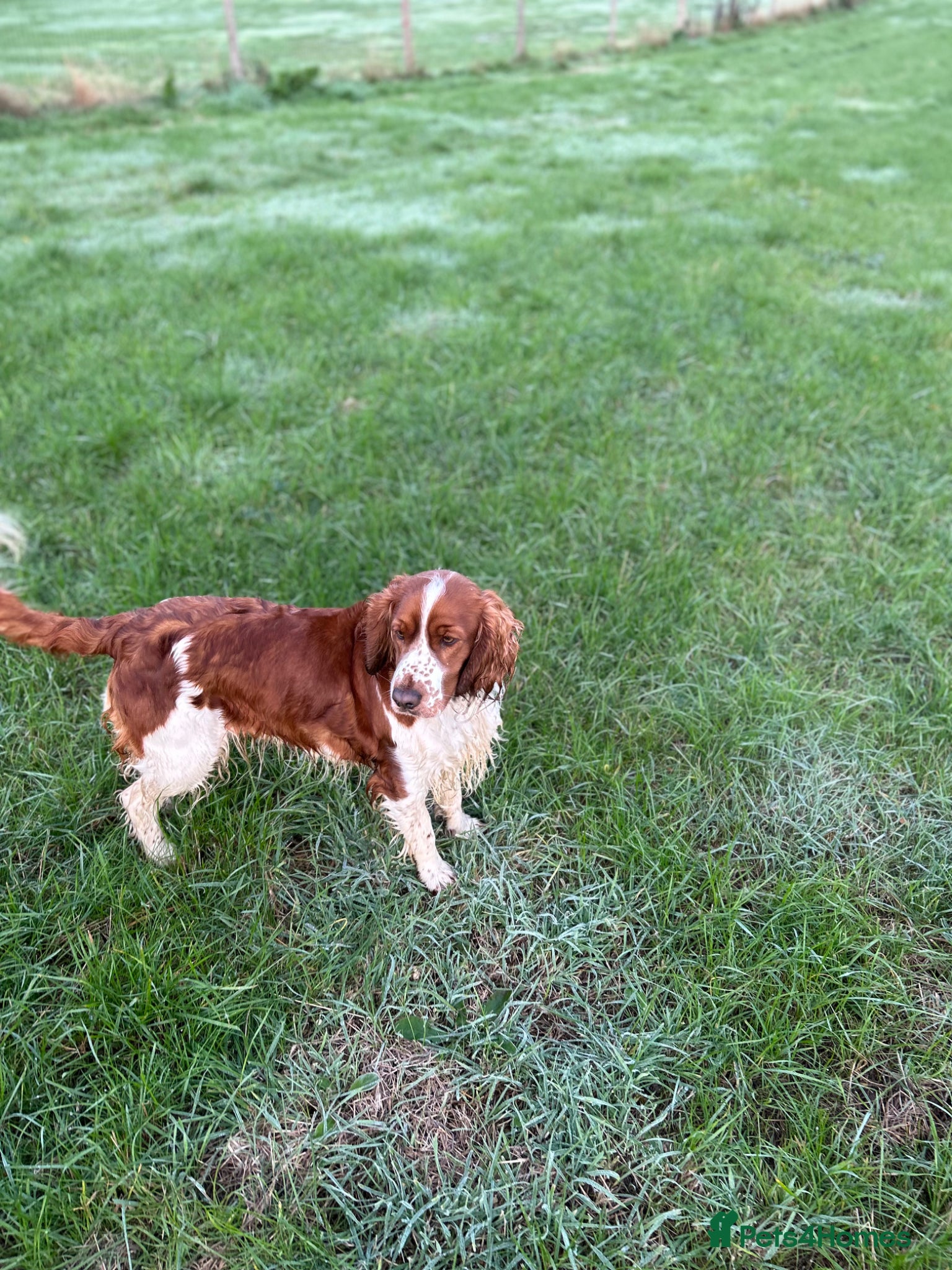 Welsh Springer Spaniel dogs FEMALE WELSH SPRINGER SPANIEL  - Advert 1