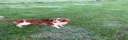 Welsh Springer Spaniel dogs for sale: FEMALE WELSH SPRINGER SPANIEL  - Advert 1
