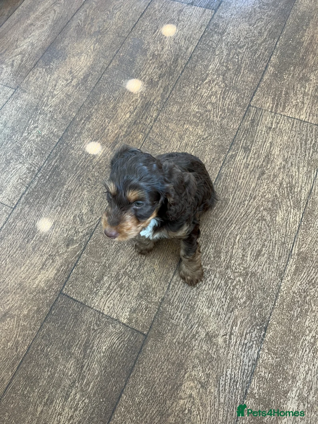 Mixed Breed dogs for sale: Millie  - Advert 2