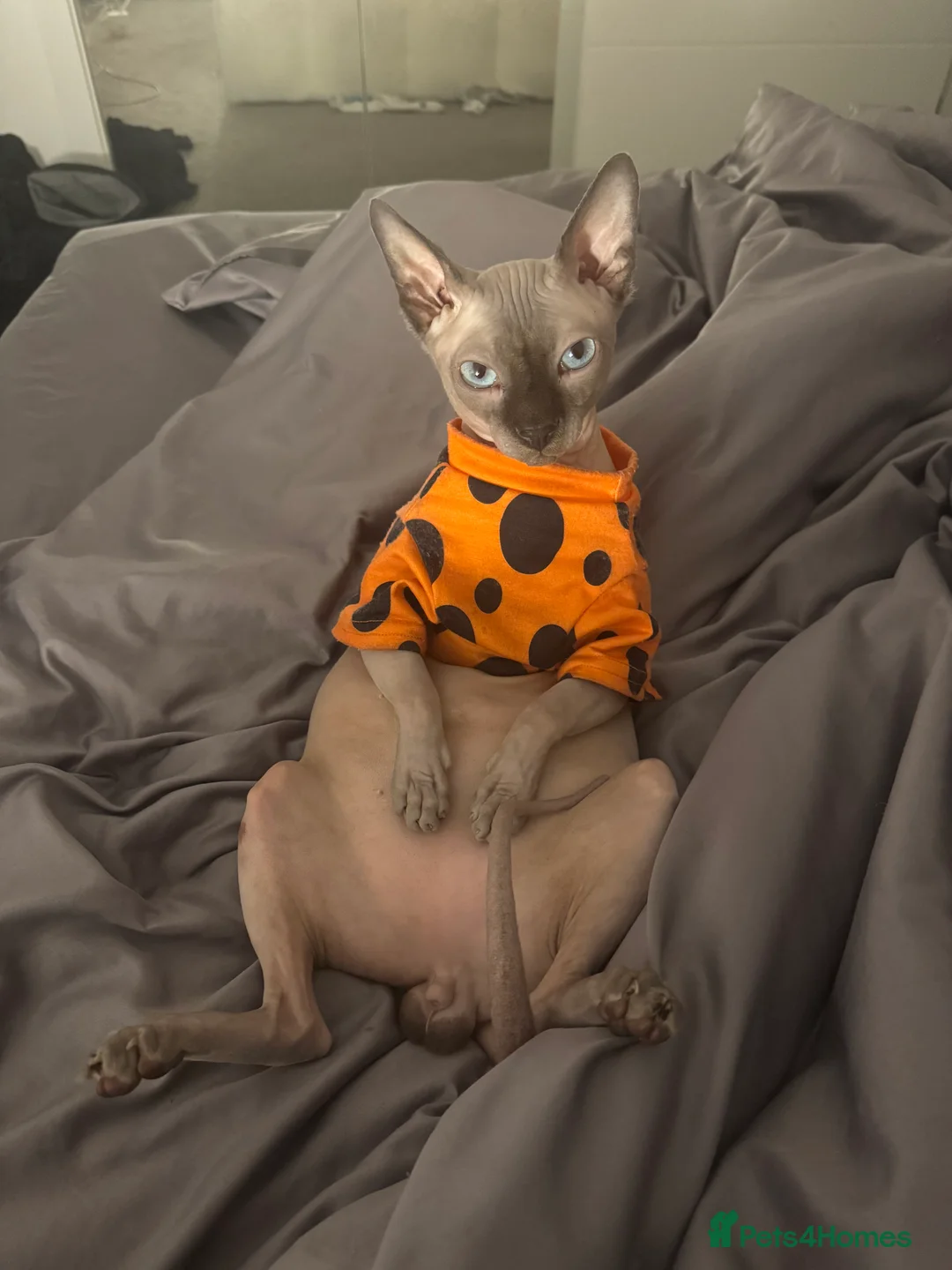 Sphynx cats for sale: Dobby - Advert 4