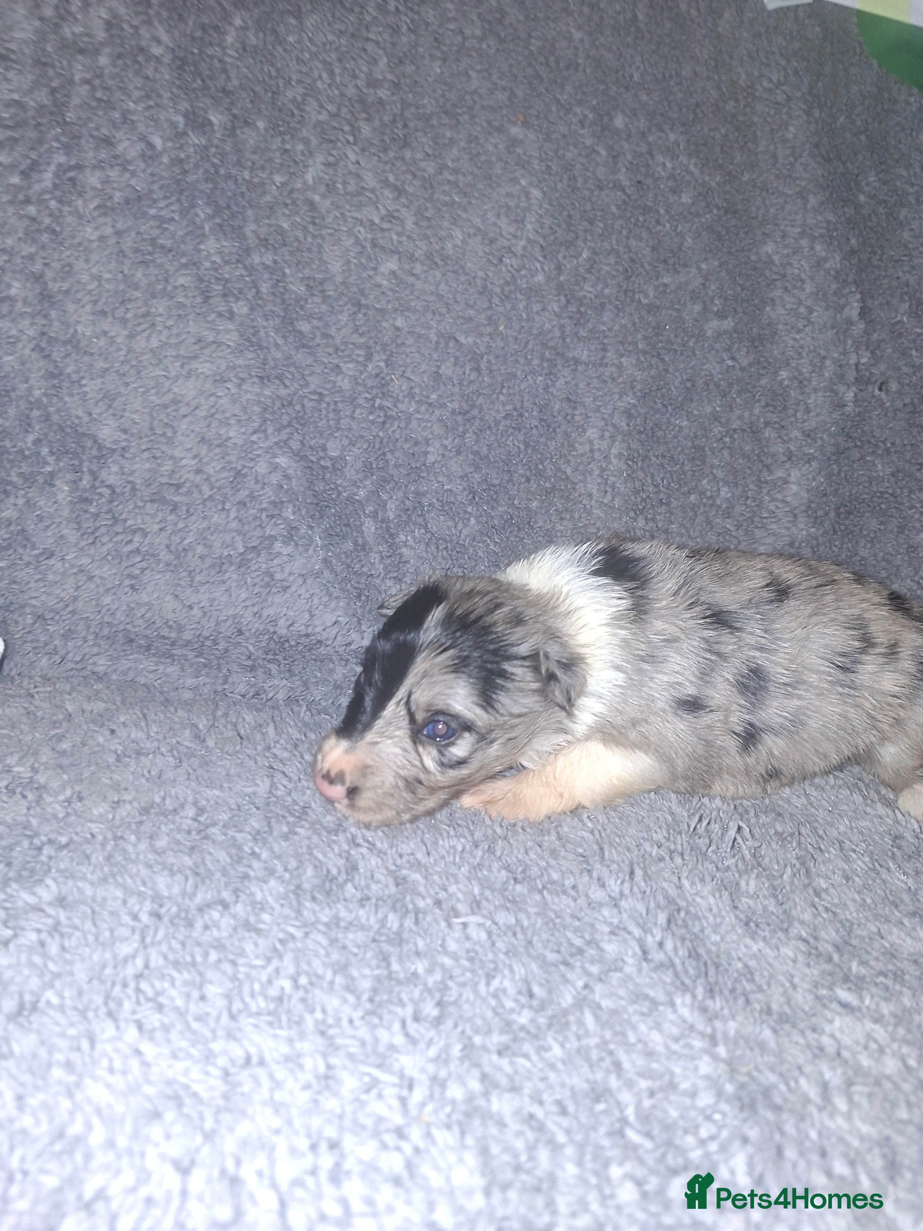 Border Collie dogs Beautiful border collie puppies - Advert 2