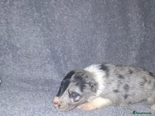 Border Collie dogs Beautiful border collie puppies - Advert 2