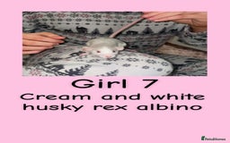 Rat rodents for sale: Beautiful baby rats looking for forever homes! - Advert 7