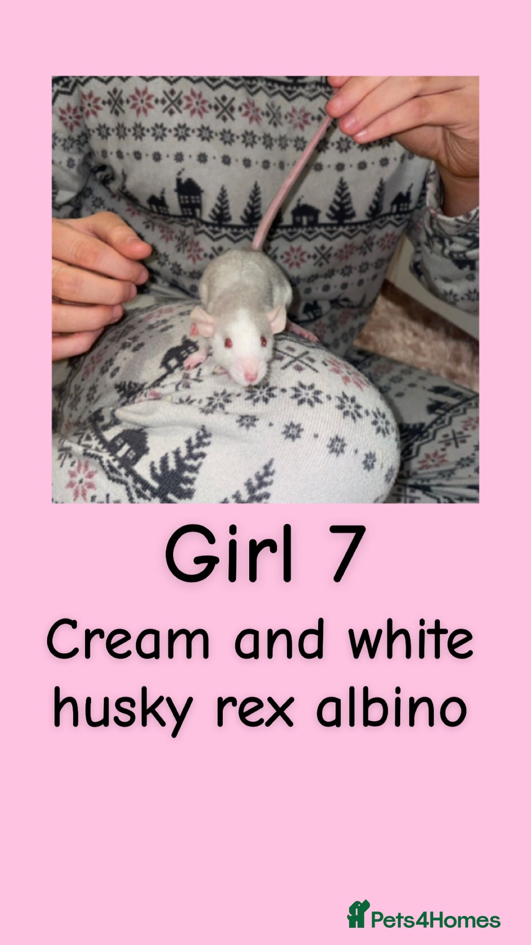 Rat rodents for sale: Beautiful baby rats looking for forever homes! - Advert 7