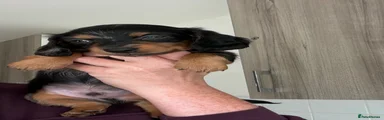 Miniature Dachshund 1