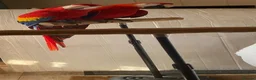 Macaws birds for sale: Pair of Scarlet Macaws - Advert 6