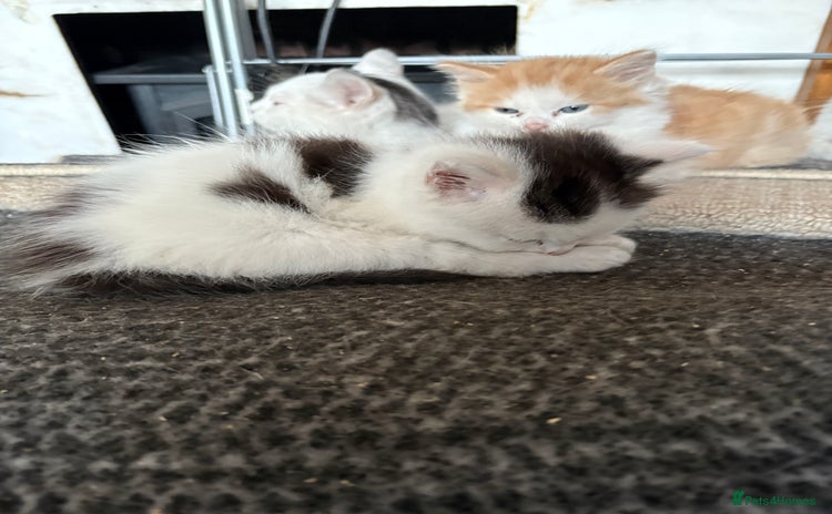 Mixed Breed cats - Advert 2