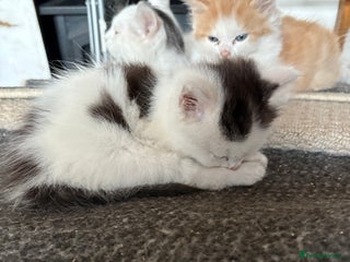 Mixed Breed cats - Advert 37