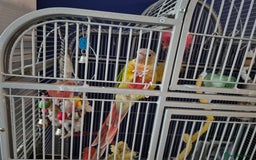 Conures birds for sale: Two birds  - Advert 2
