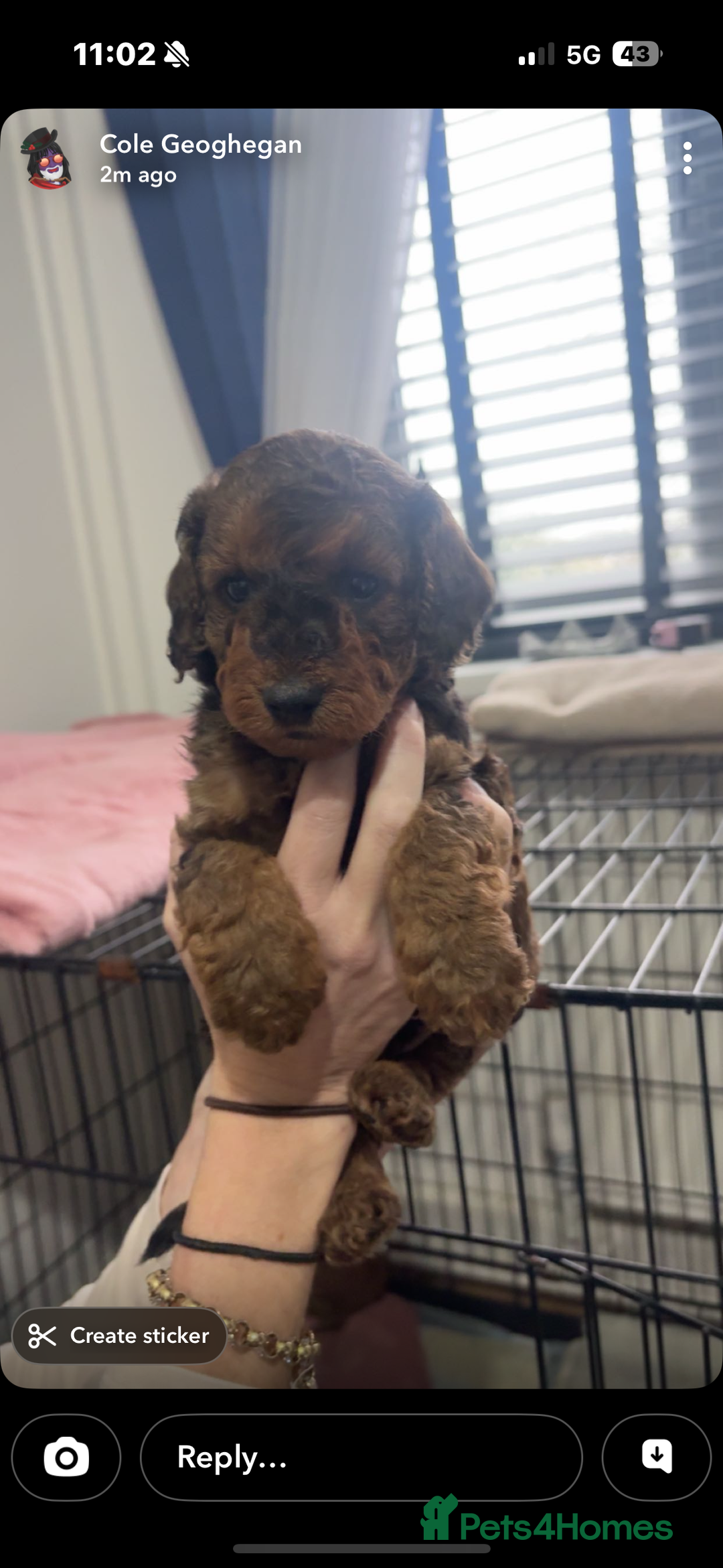 Cockapoo dogs for sale: Beautiful f1b cockapoo  - Advert 14