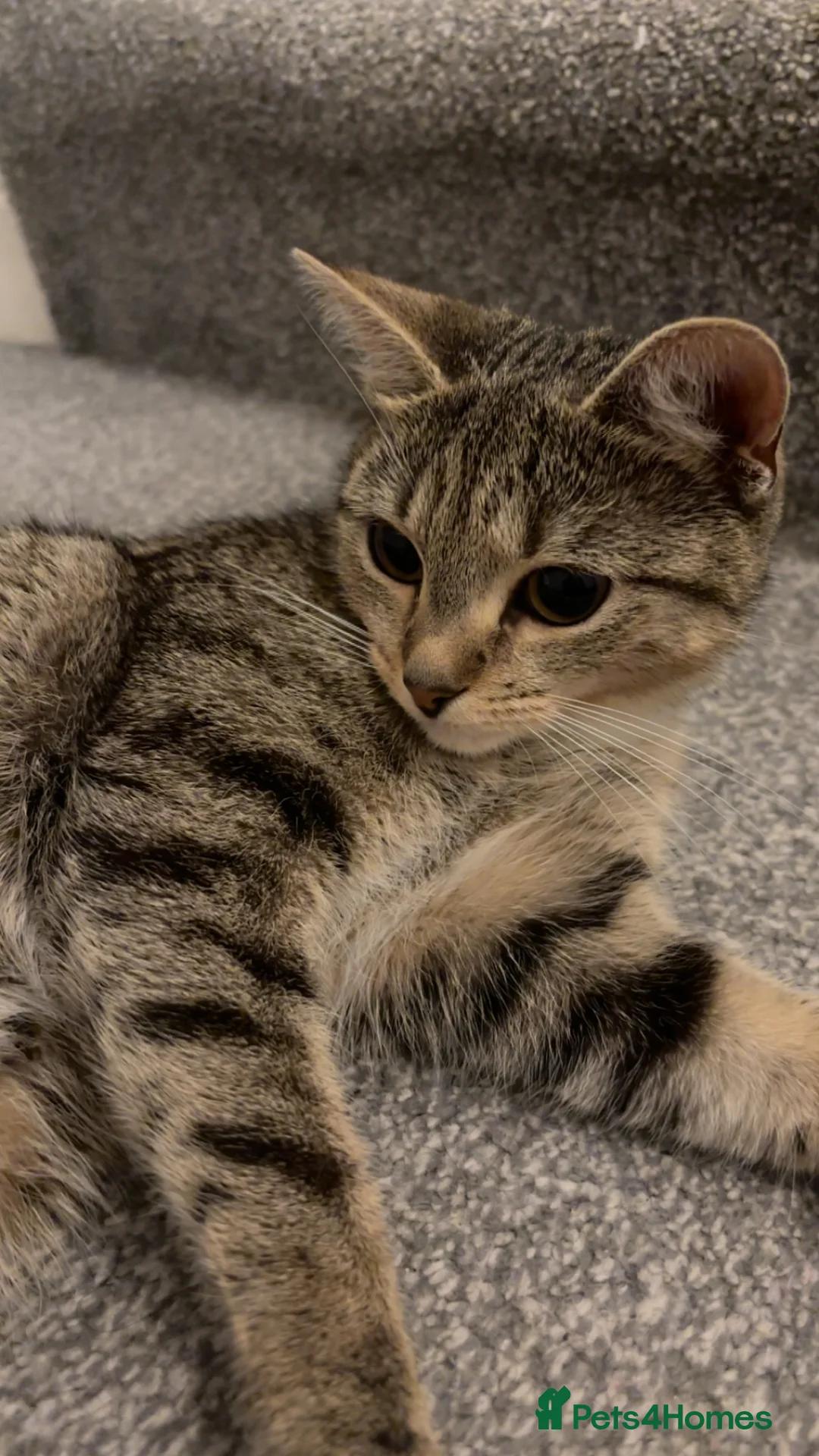 Mixed Breed cats for sale: Friendly tabby mixed with British short hair. - Advert 1