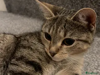 Mixed Breed cats Friendly tabby mixed with British short hair. - Advert 1