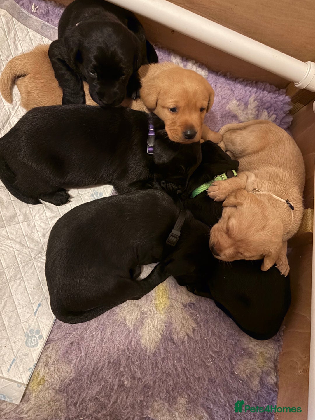 Labrador Retriever dogs for sale: Labrador puppies.  - Advert 8
